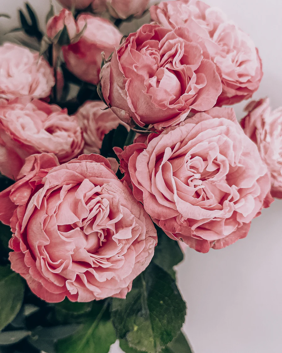 Pale pink roses in close detail