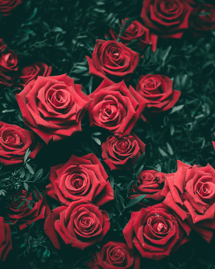 Red roses filling the frame