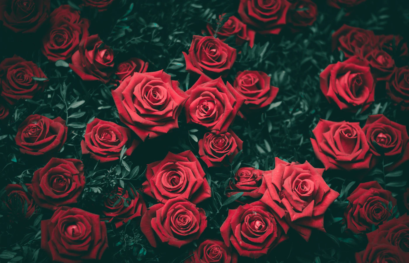 Red roses close together