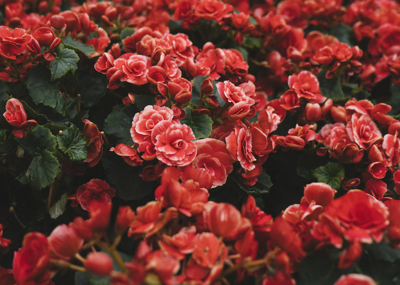 A cluster of red flowers