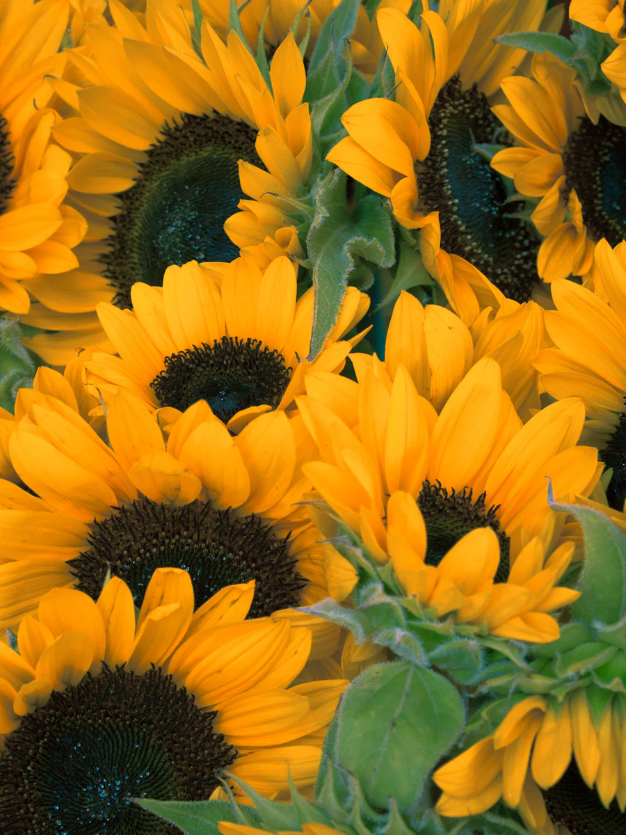 Sunflowers growing outdoors