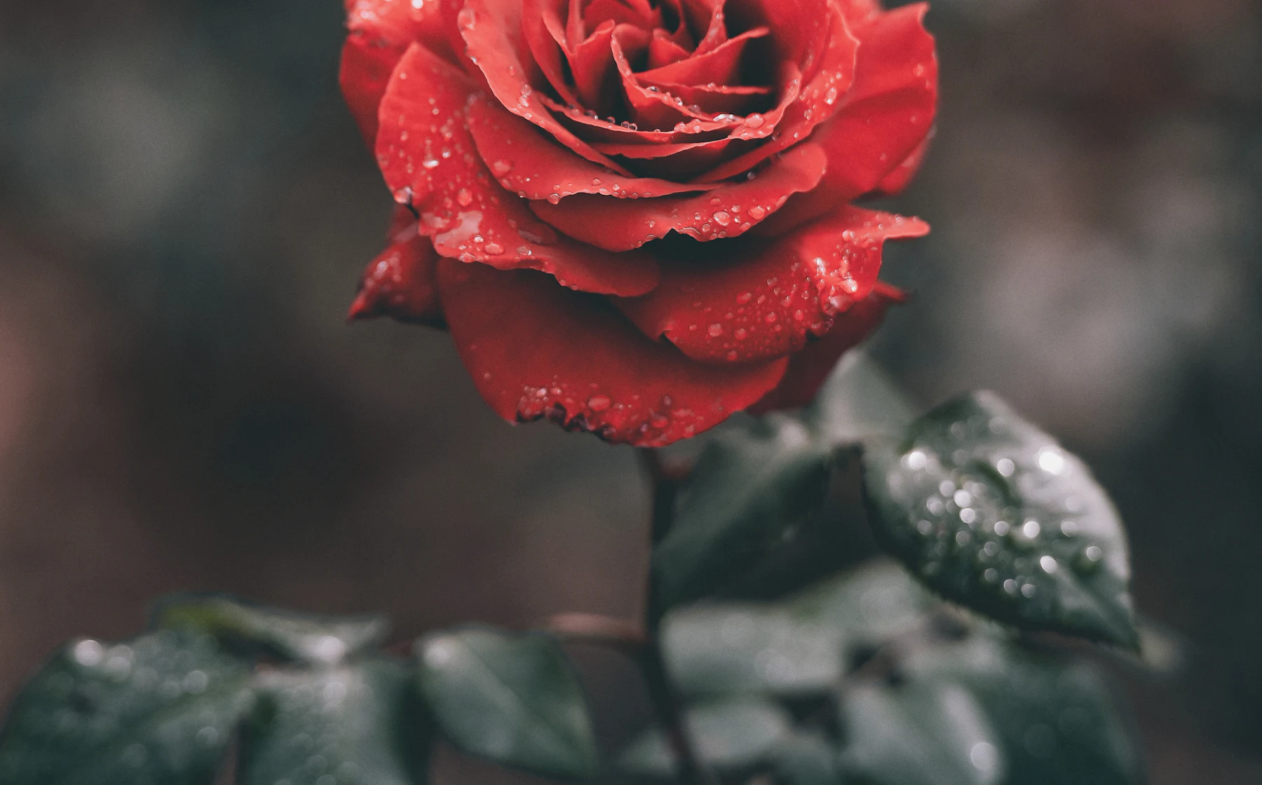 A red rose with water on the petals