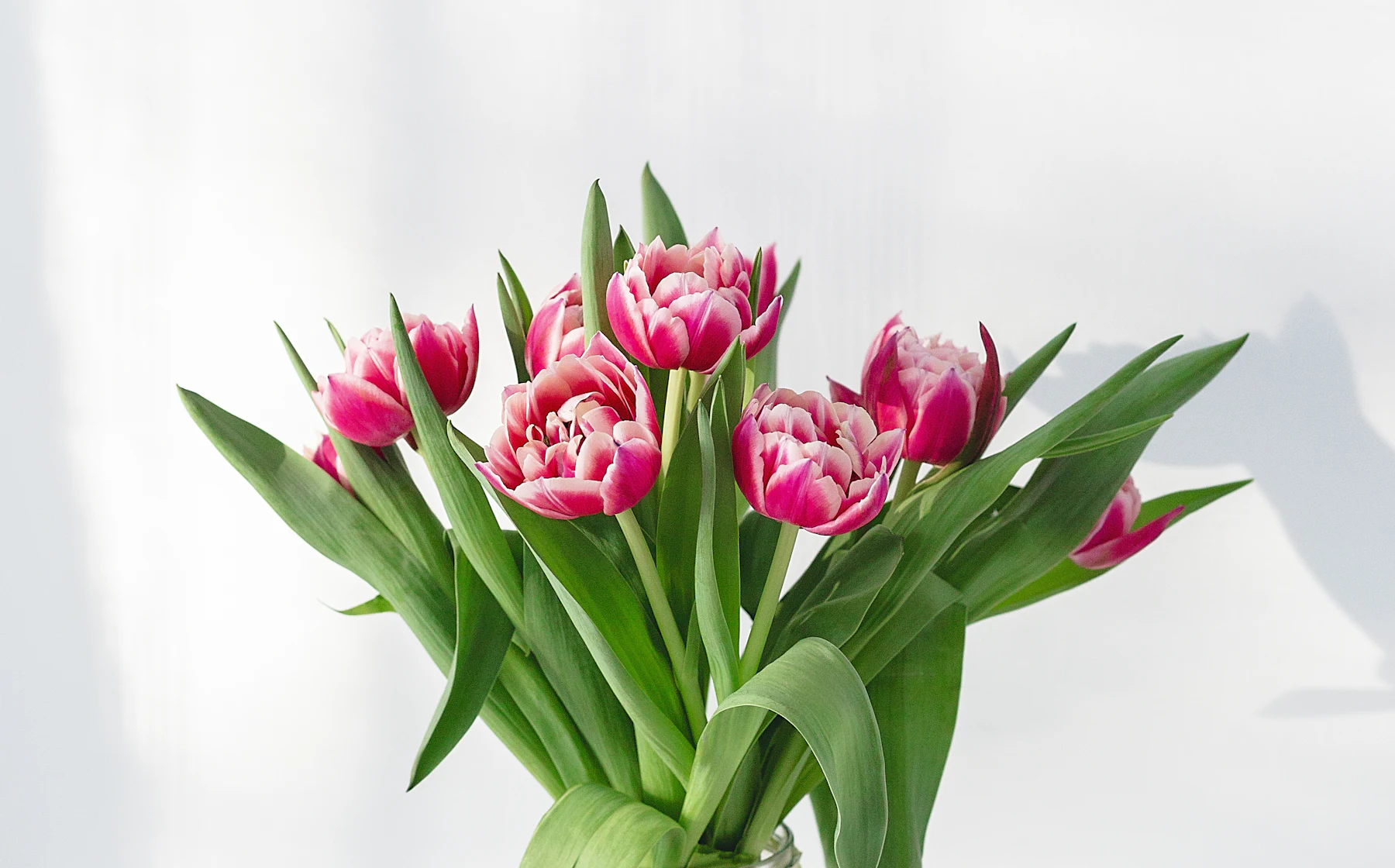 A bouquet of pink tulips